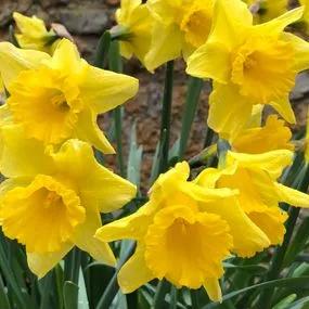 Tamara Daffodil (Narcissus Tamara) Img 5